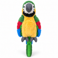 Mango the Macaw